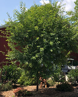 Soil enhancement helps landscapes reach their full potential