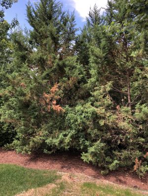 Dying plants due to diseases, fungi, and pests