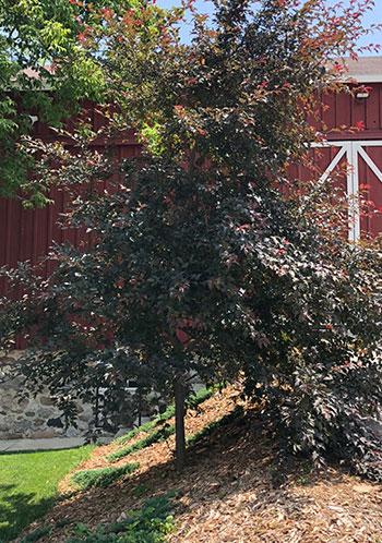 Slow-release Nutrients For Trees