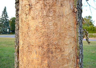 Emerald ash borer damage